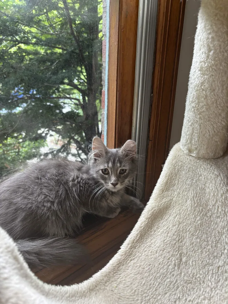 Mr. Floofy thumbnail 4