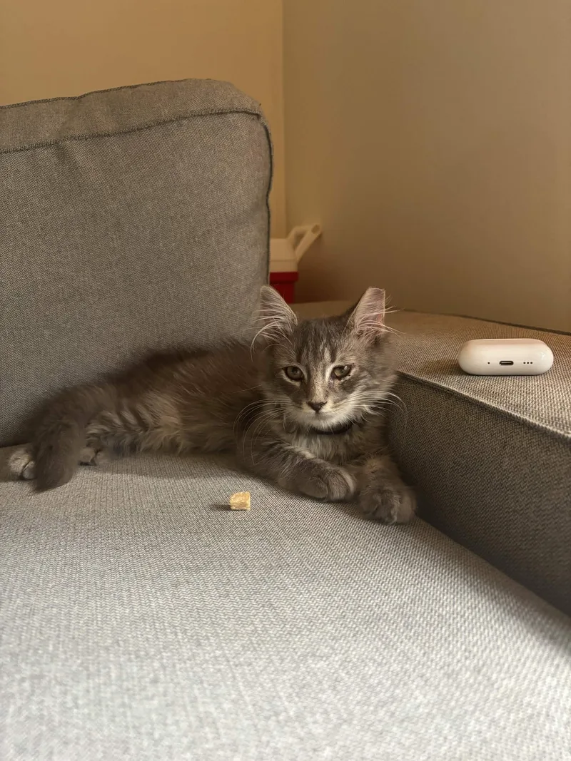 Mr. Floofy thumbnail 5