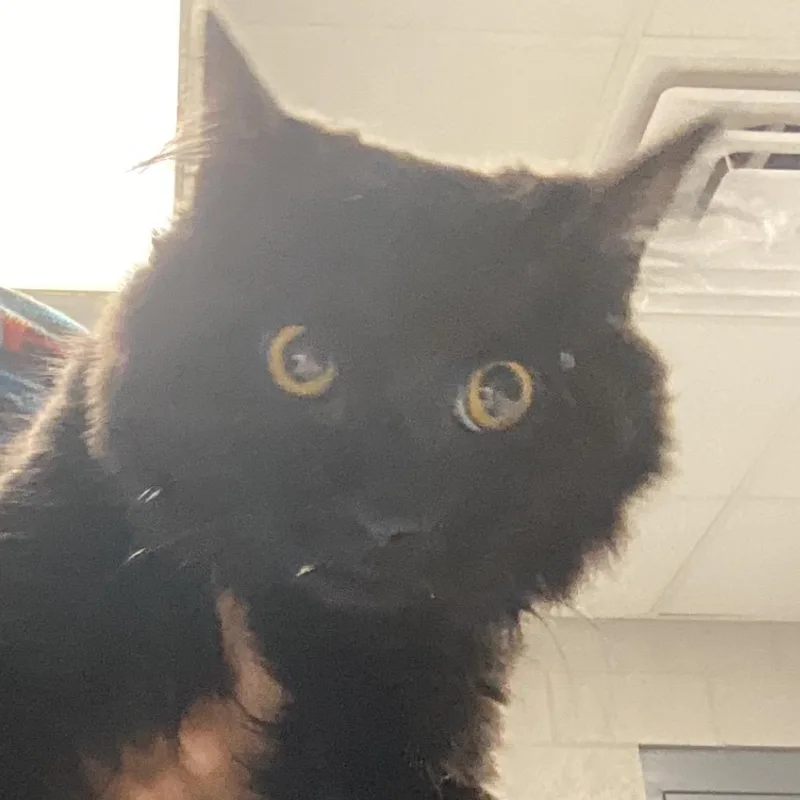 A young medium-sized male Black Domestic Short Hair cat named Ricky Ticky for adoption in Greenville, SC
