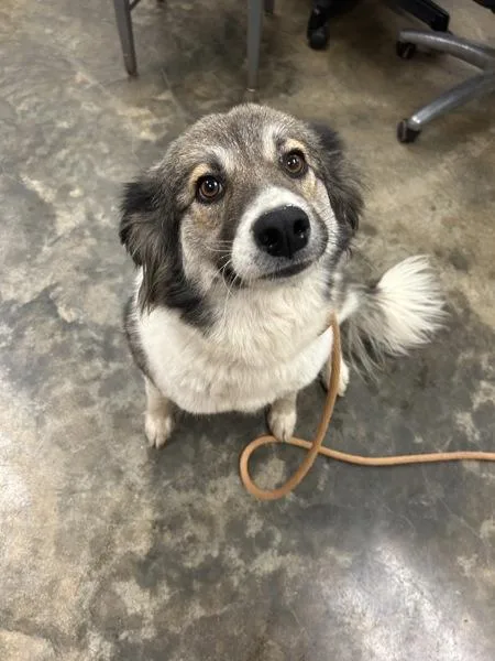 An adult medium-sized female Australian Shepherd dog named Leia for adoption in Osage Beach, MO