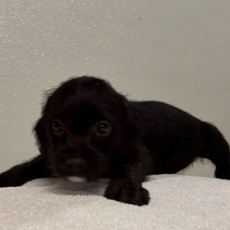 A baby medium-sized female Black Cavalier King Charles Spaniel dog named Stevie for adoption in West Chester, PA