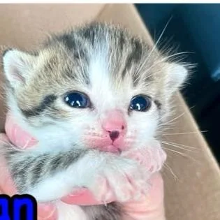 A baby small-sized female Brown / Chocolate Domestic Short Hair cat named Brooke for adoption in Winchester, VA