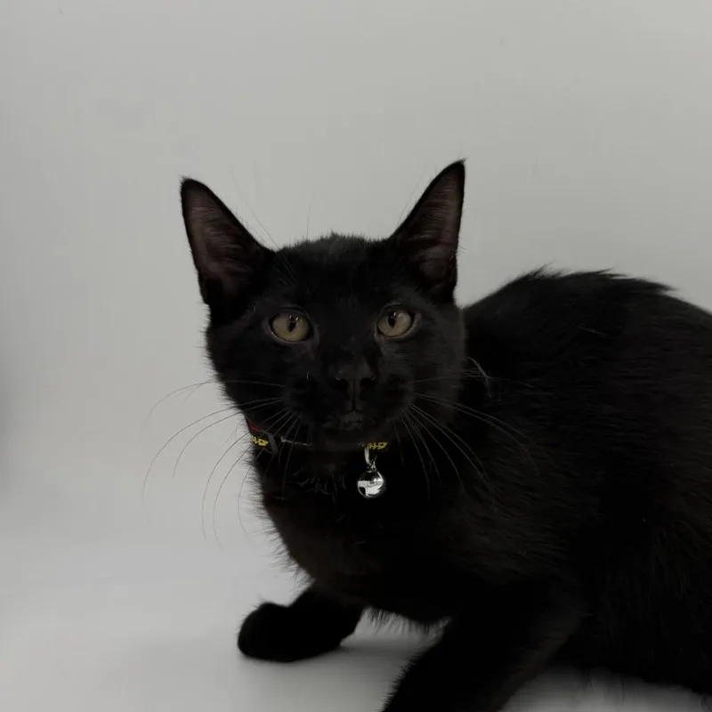 A baby medium-sized male Domestic Short Hair cat named Fiesta Potatoes for adoption in State College, PA