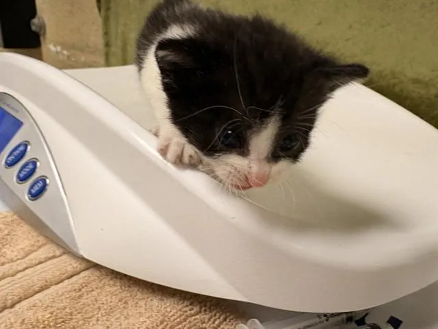A baby small-sized female Domestic Short Hair cat named Marilee for adoption in Riverside, CA
