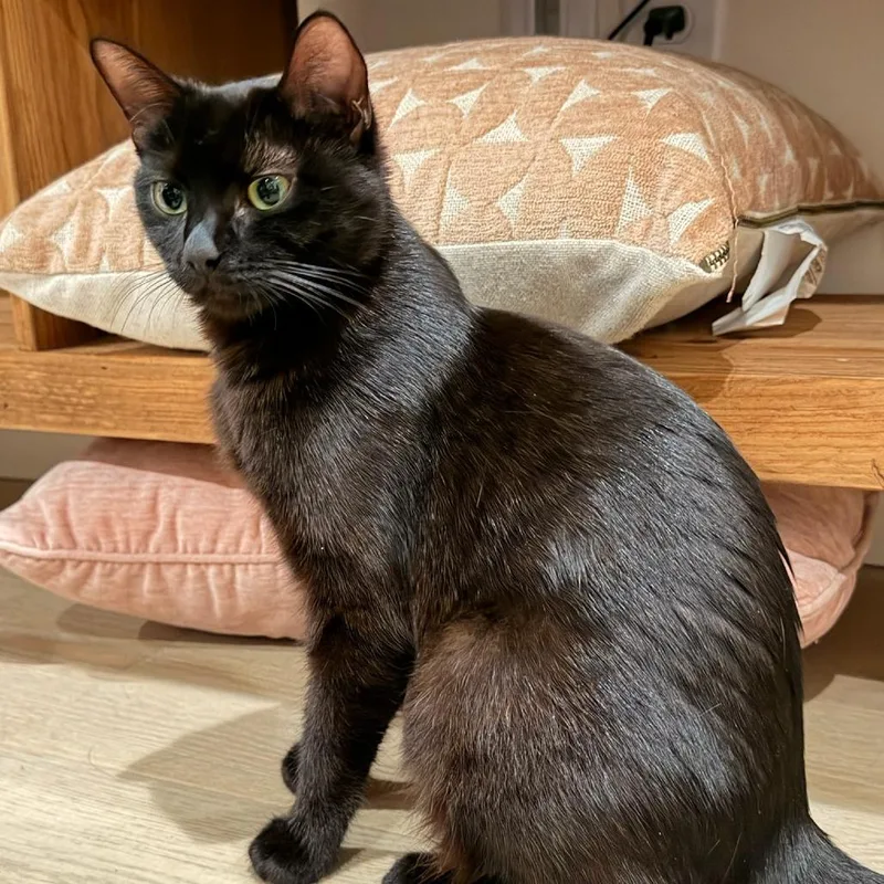 A young medium-sized female Black Domestic Short Hair cat named Toothless for adoption in Talent, OR