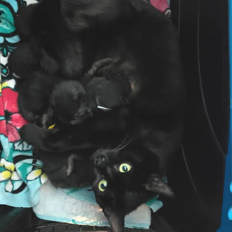 Toothless thumbnail 2