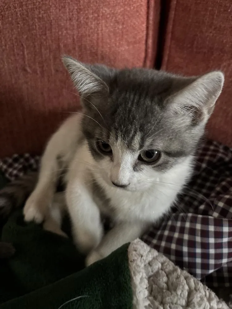 A baby small-sized female Gray & White Domestic Short Hair cat named Lemon Pepper for adoption in Dallas, TX