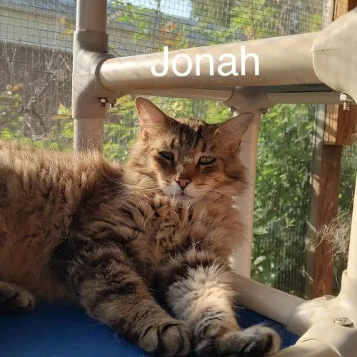 Jonah thumbnail 2