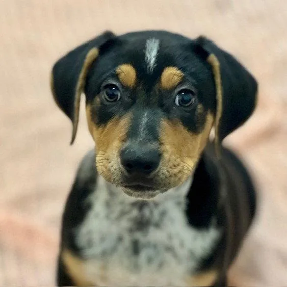 A baby large-sized male Pit Bull Terrier dog named Mayo the Puppy! for adoption in Burlingame, CA