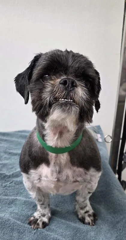 An adult small-sized male Shih Tzu dog named Oreo for adoption in Phoenix, AZ