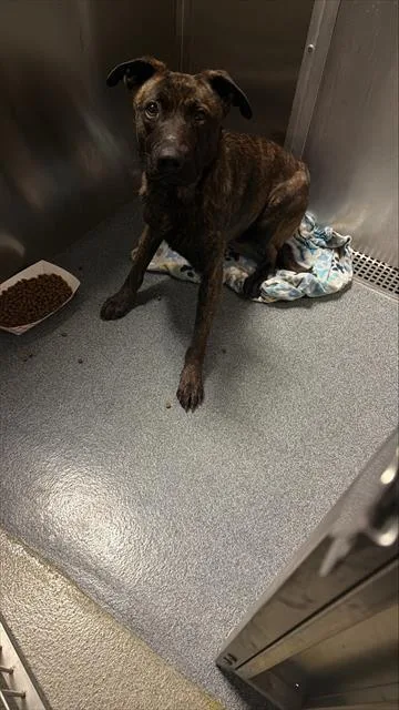 A young large-sized male Mixed Breed dog named Thanos for adoption in Dallas, TX
