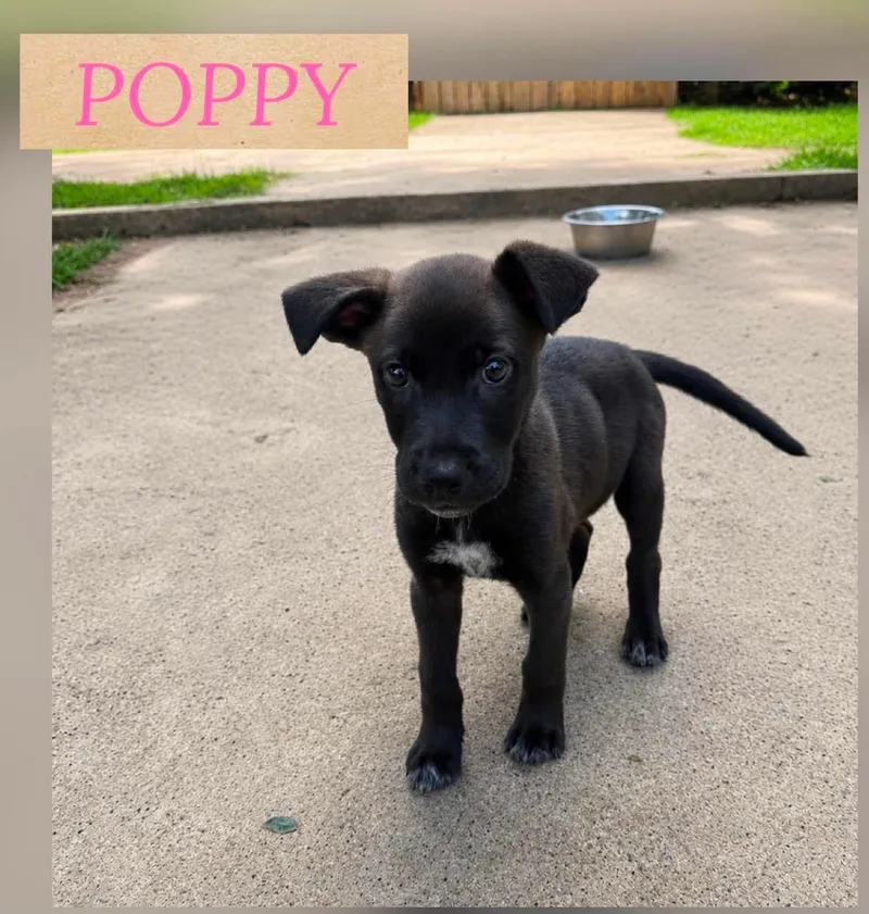 A baby medium-sized female German Shepherd Dog dog named Poppy for adoption in Holbrook, NY