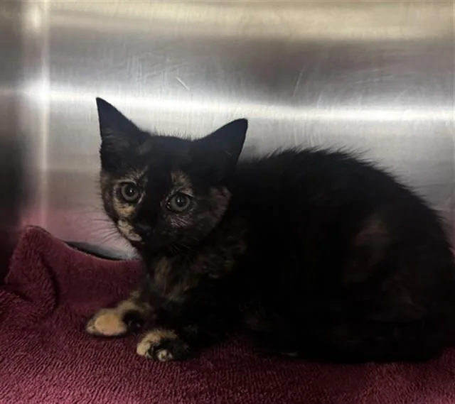 A baby small-sized female Domestic Short Hair cat named Carly for adoption in Statesville, NC
