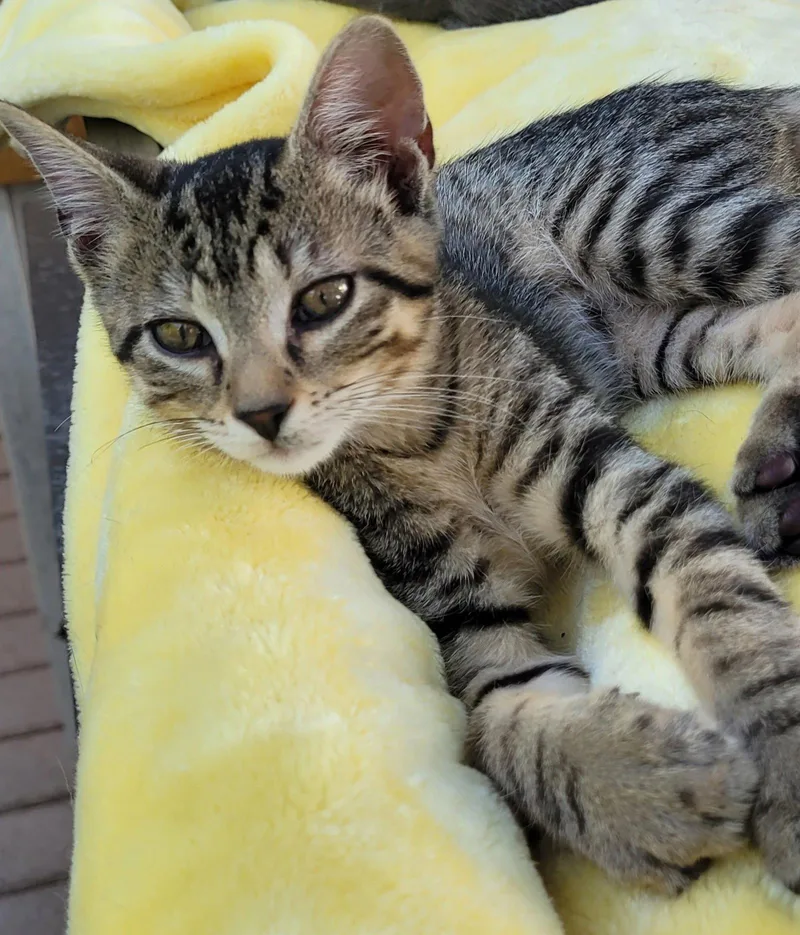 A baby medium-sized female Brown / Chocolate Domestic Short Hair cat named Sophia for adoption in Oviedo, FL