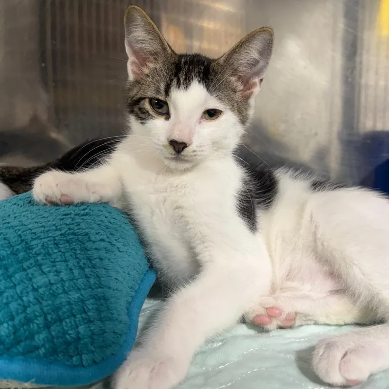 A baby small-sized male Domestic Short Hair cat named Spades for adoption in Wappingers Falls, NY