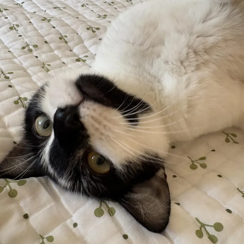 An adult medium-sized female Domestic Short Hair cat named Clara for adoption in Cumming, GA