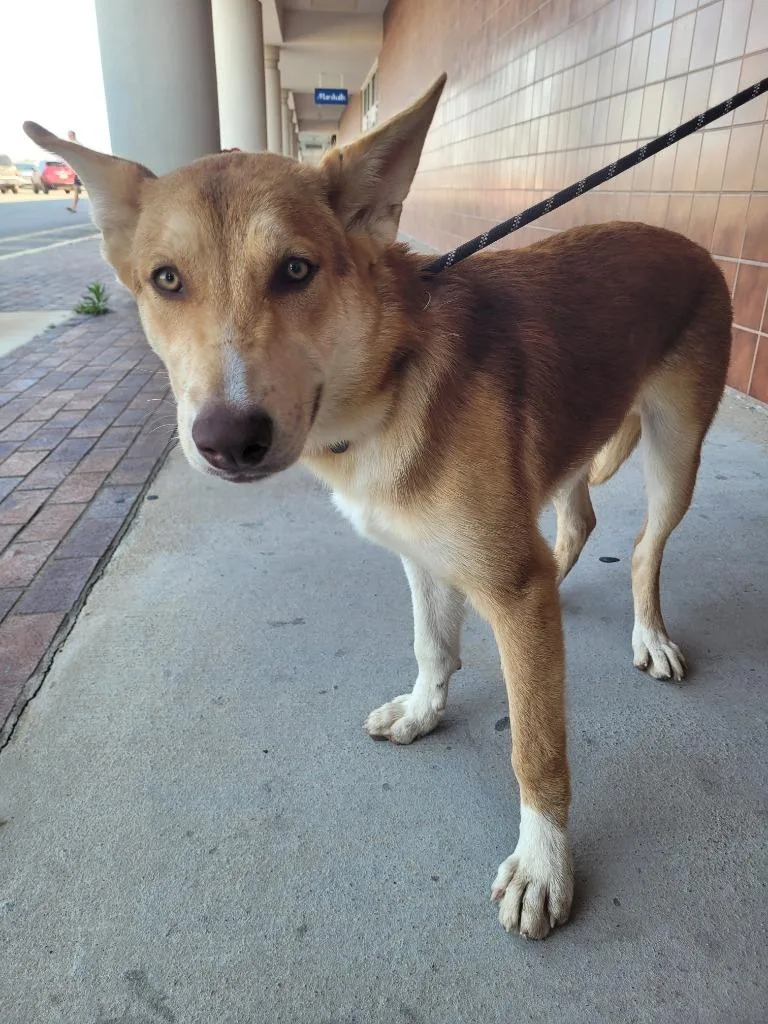 A baby large-sized male Mixed Breed dog named Buster for adoption in Lawrenceburg, TN