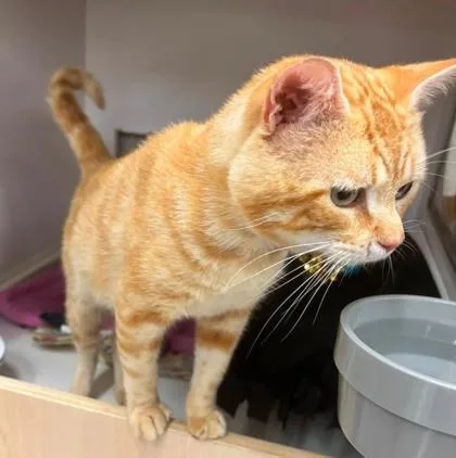 An adult medium-sized male Orange / Red Domestic Short Hair cat named Volcano for adoption in Kansas City, MO