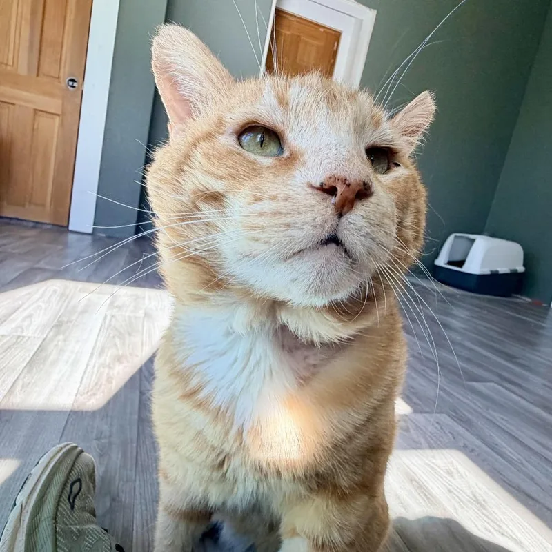 An adult large-sized male Orange / Red Domestic Short Hair cat named Cheeks for adoption in Fort Worth, TX
