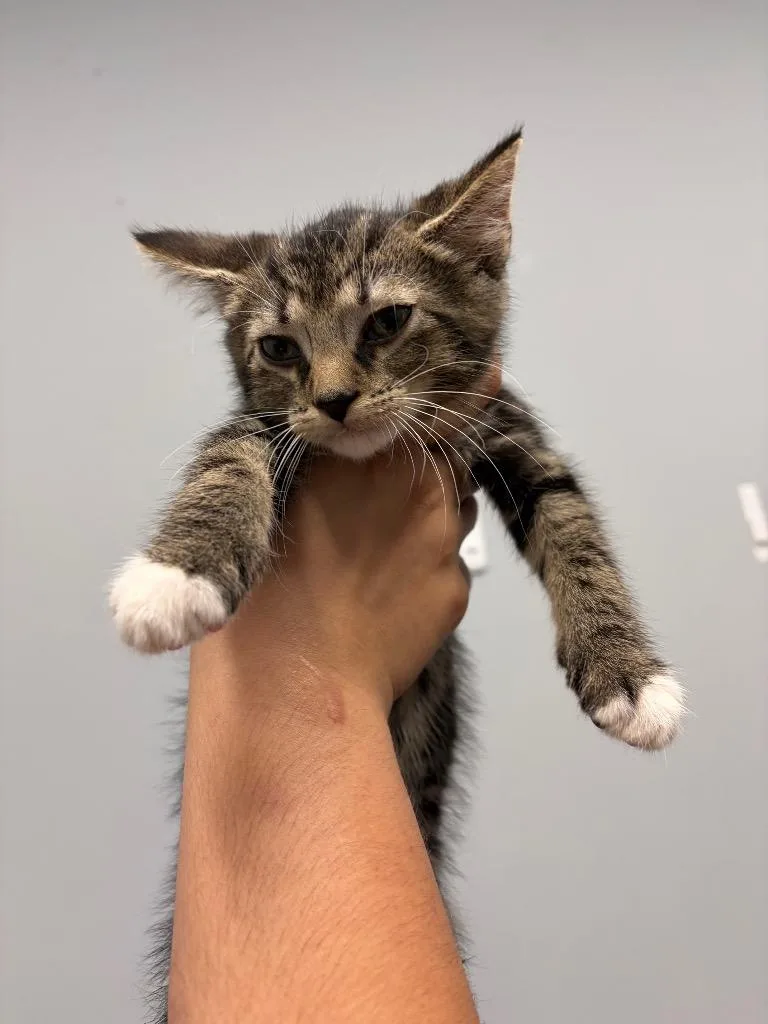 A baby medium-sized male Domestic Short Hair cat named Kale for adoption in Bloomington, IN