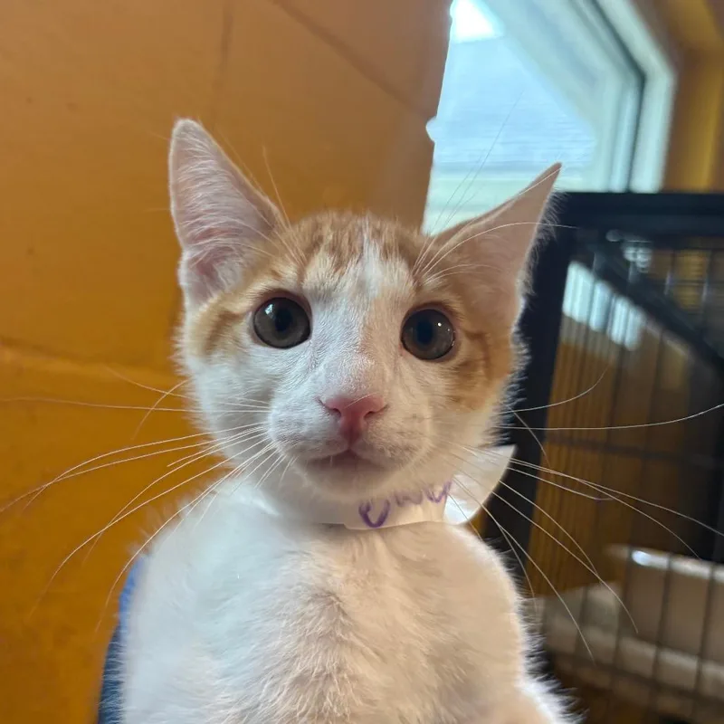 A baby small-sized female Orange / Red Domestic Short Hair cat named Elektra for adoption in Chesapeake, VA