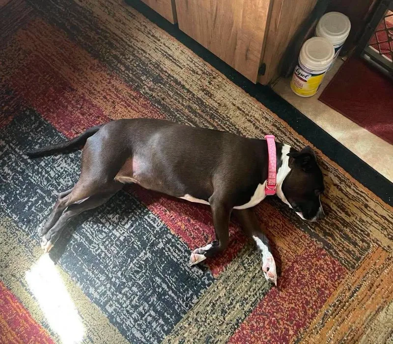 An adult large-sized female Pit Bull Terrier dog named Luna for adoption in Bloomfield Hills, MI