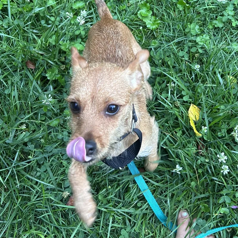 A baby small-sized male Yellow / Tan / Blond / Fawn Terrier dog named Frankie for adoption in Libertyville, IL