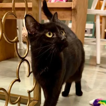 A young medium-sized female Black Domestic Short Hair cat named Zara for adoption in Kennett Square, PA