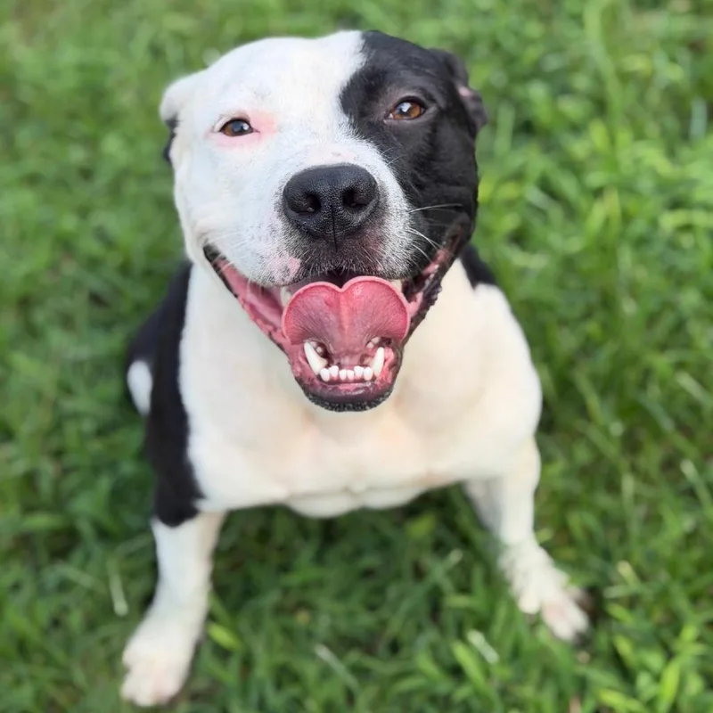 An adult medium-sized male American Staffordshire Terrier dog named Petey for adoption in Brownsboro, AL