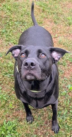 An adult small-sized female Labrador Retriever dog named Honey for adoption in Akron, OH