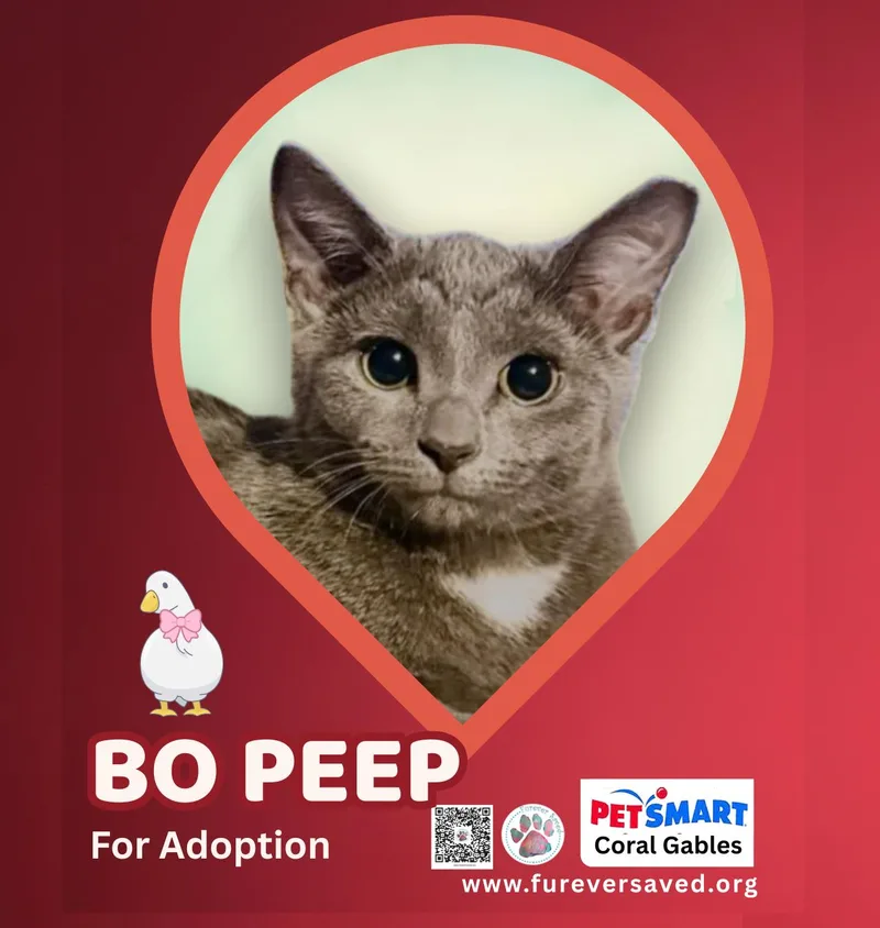 A baby small-sized female Gray / Blue / Silver Domestic Short Hair cat named Bo Peep for adoption in Miami, FL