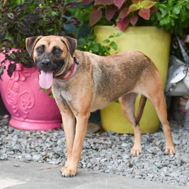 An adult medium-sized female Yellow / Tan / Blond / Fawn Hound dog named Eden for adoption in Wake Forest, NC