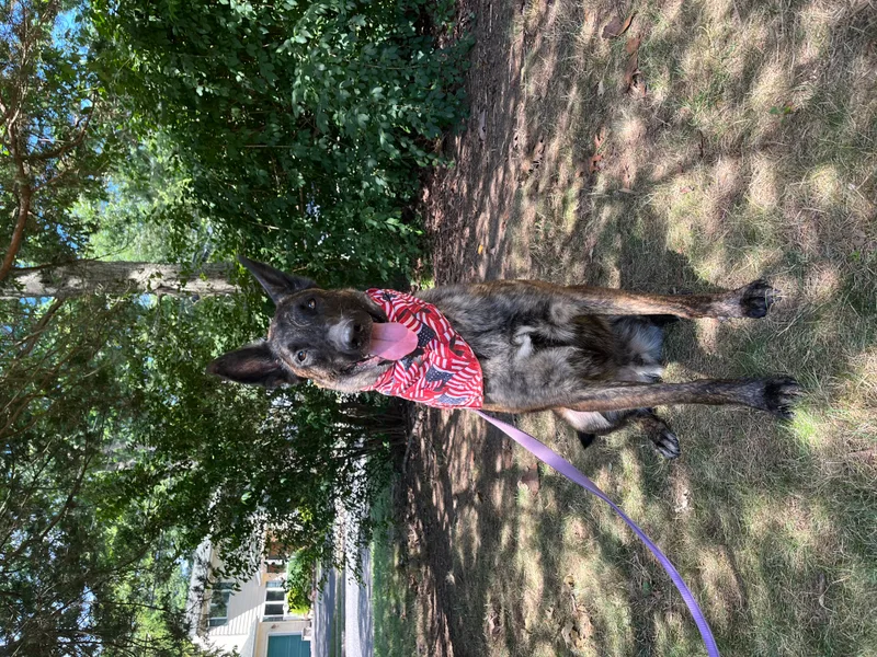 Maverick  Long Island thumbnail 3