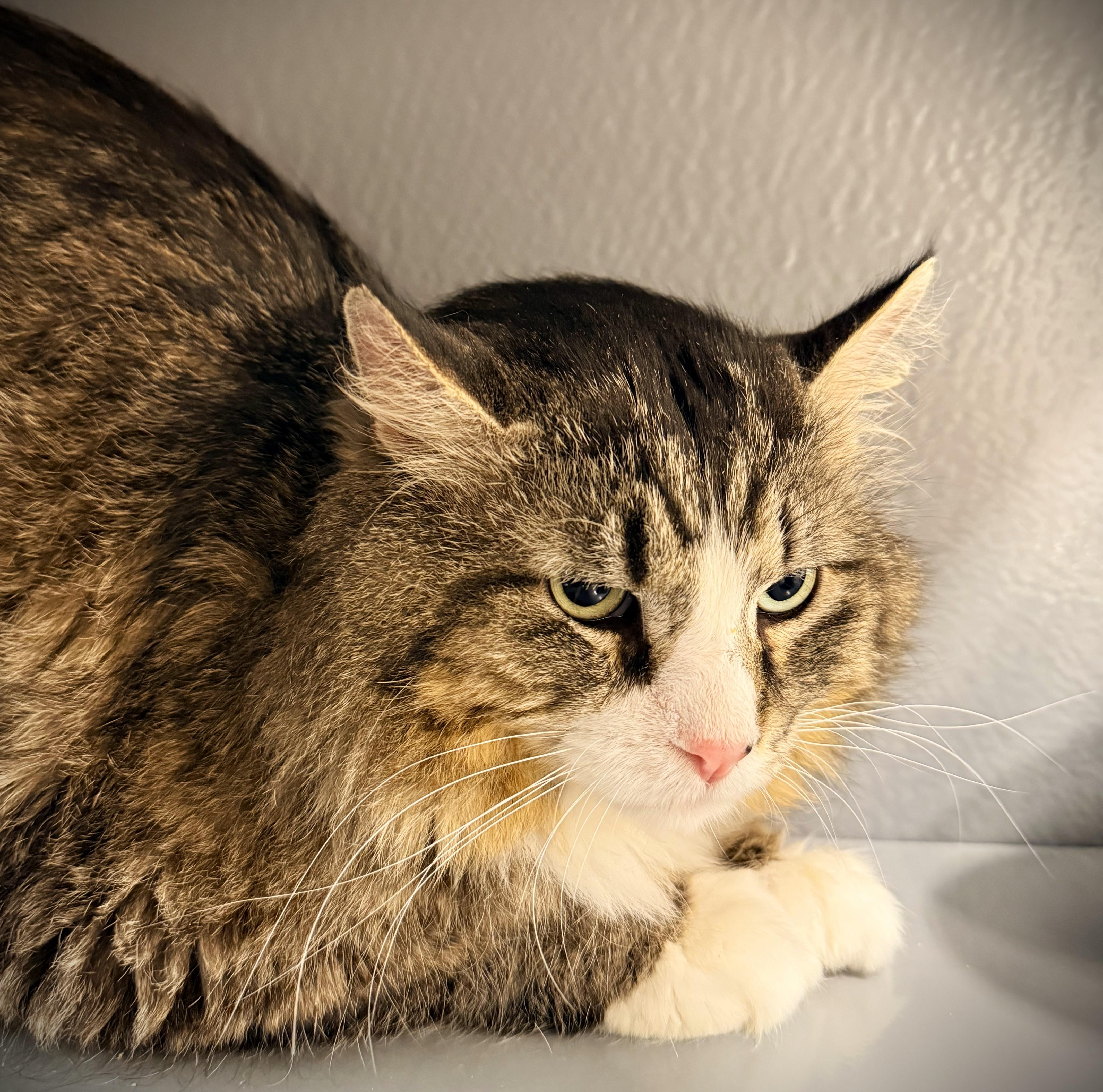 A young medium-sized male Tabby (Brown / Chocolate) Domestic Long Hair cat named Cecil At Petsmart Mankato for adoption in Mankato, MN
