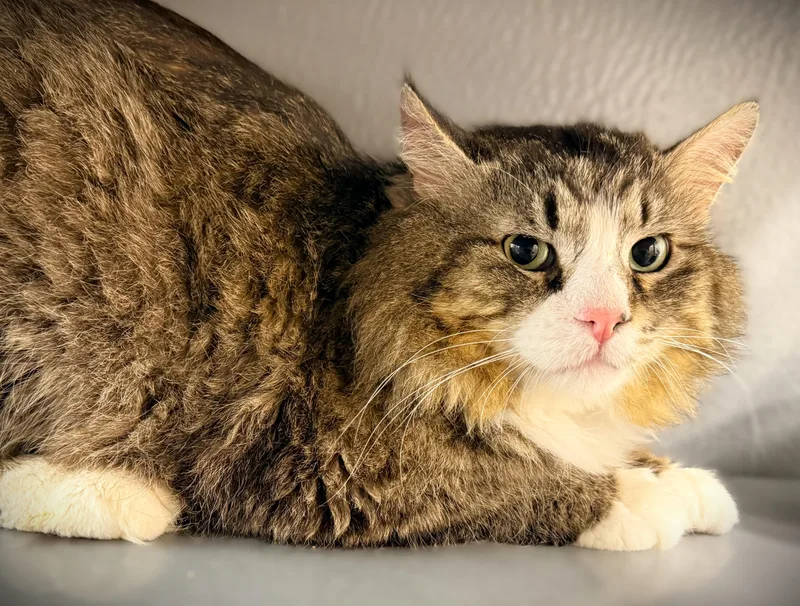 Cecil At Petsmart Mankato thumbnail 2
