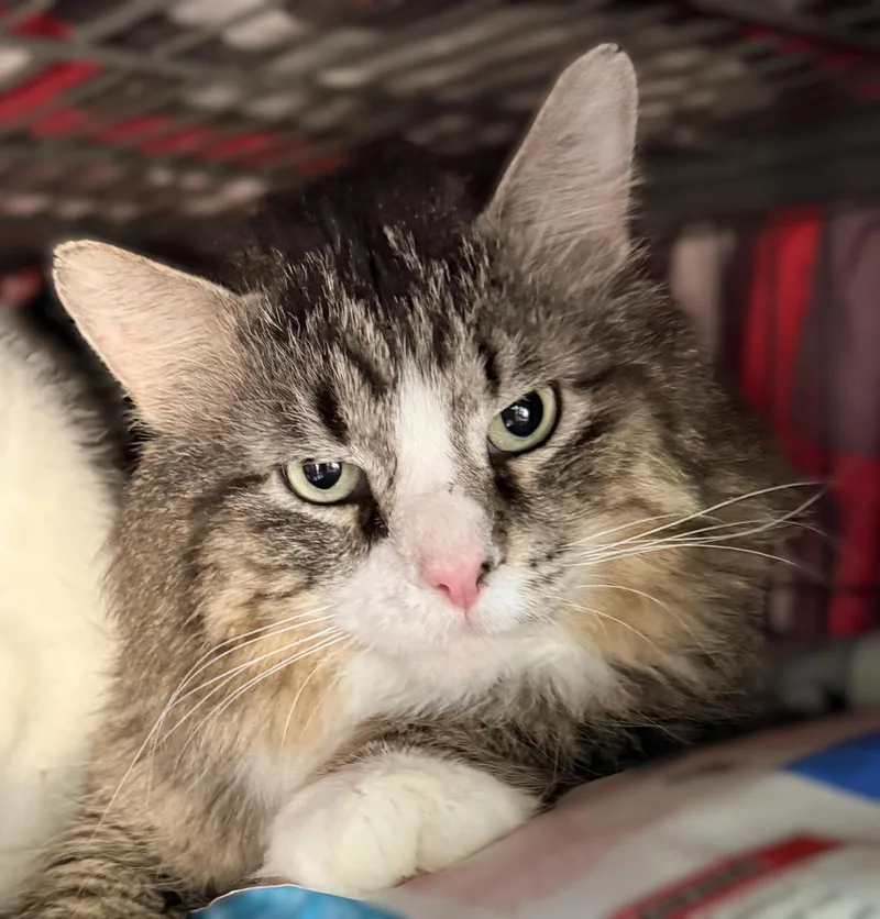 Cecil At Petsmart Mankato thumbnail 3