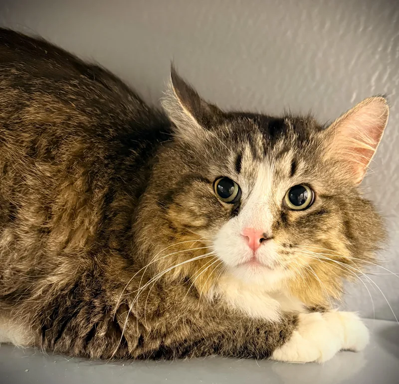Cecil At Petsmart Mankato thumbnail 4