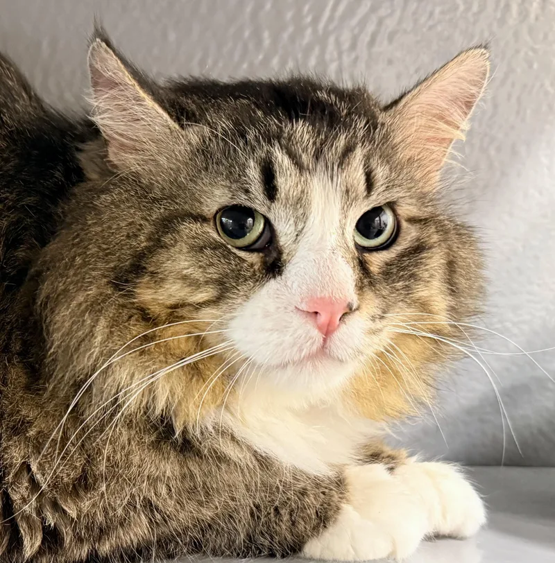 Cecil At Petsmart Mankato thumbnail 5