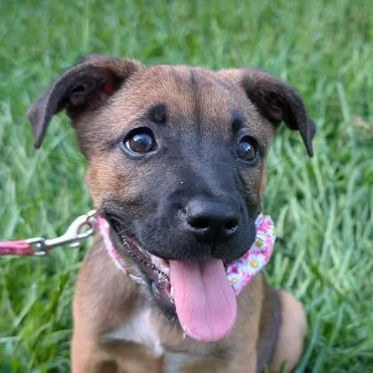 A young medium-sized female Mixed Breed dog named Pebble for adoption in Savannah, GA