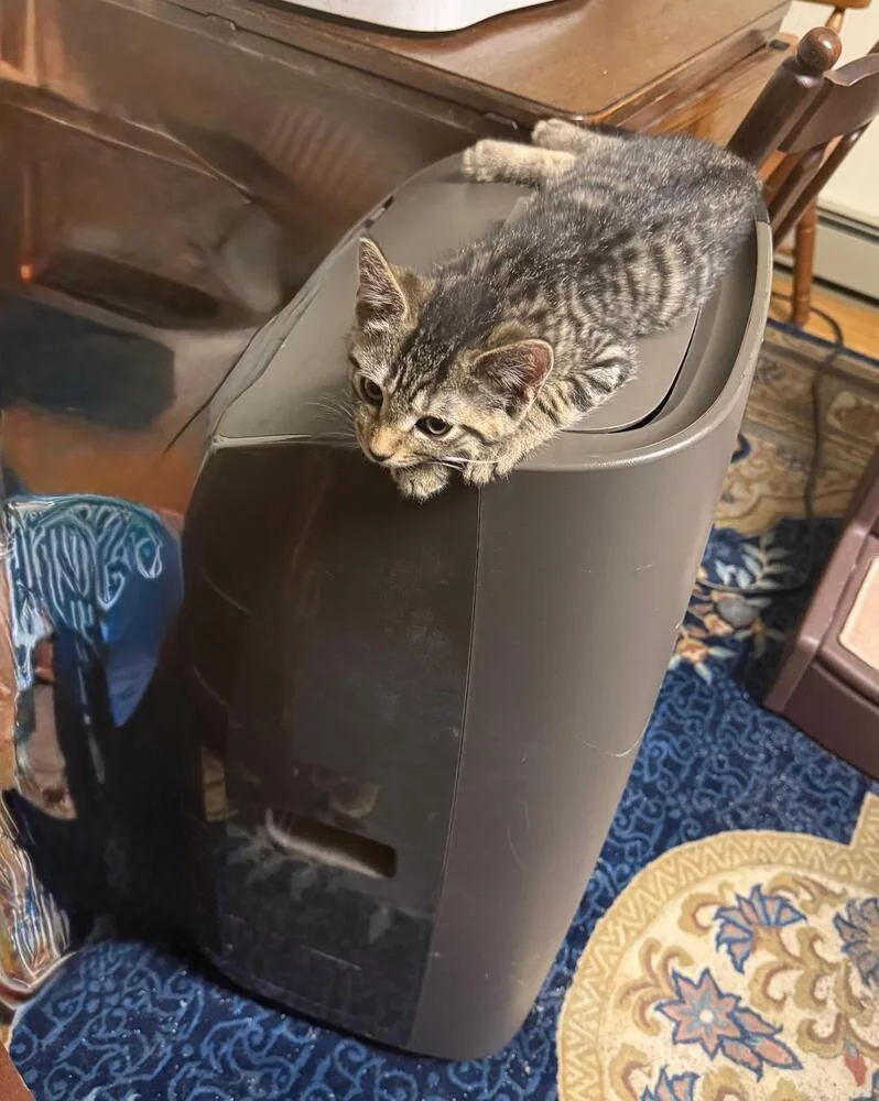 A baby small-sized male Brown / Chocolate Tabby cat named Tiny Tim for adoption in Breinigsville, PA