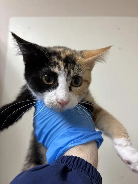 A baby small-sized female Domestic Short Hair cat named Neapolitan for adoption in Sherwood, OR