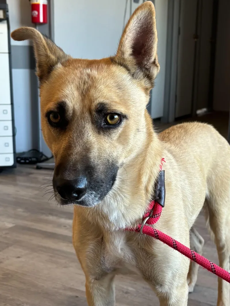 An adult medium-sized male German Shepherd Dog dog named Ansel for adoption in Fort Collins, CO
