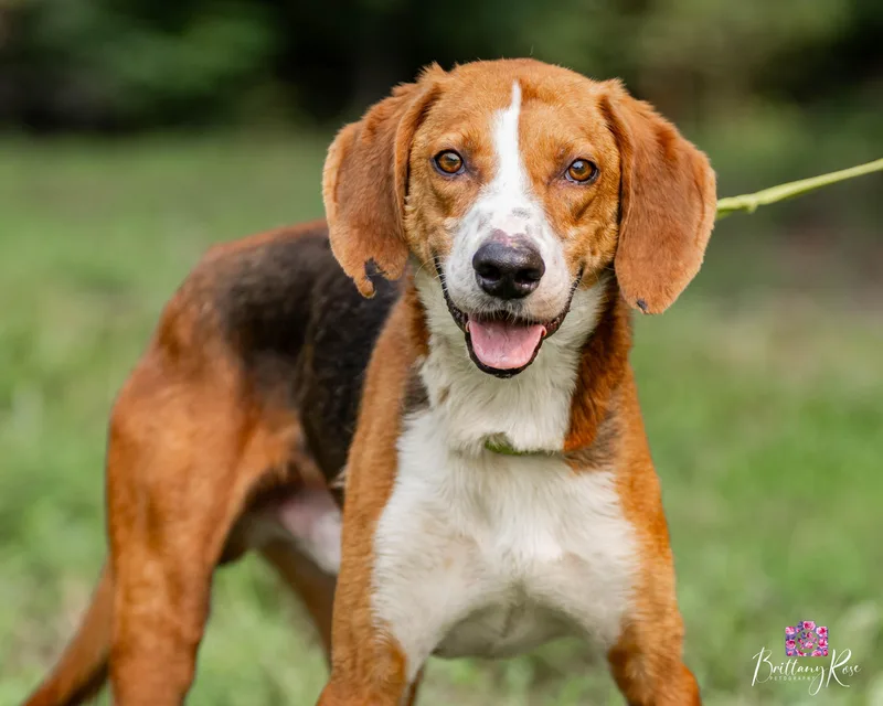 An adult medium-sized male Tricolor (Brown, Black, & White) Coonhound dog named Cowboy for adoption in Powhatan, VA