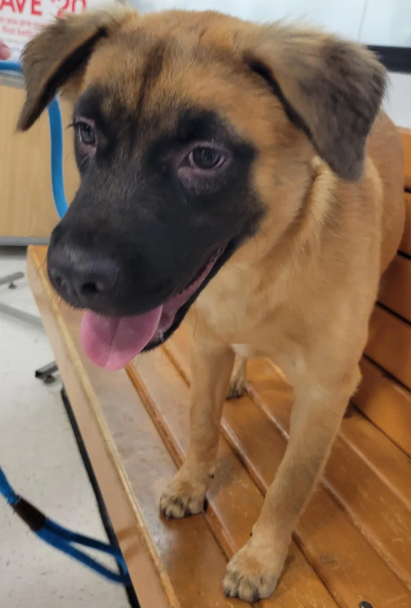 A young medium-sized female Brown / Chocolate German Shepherd Dog dog named Cocoa for adoption in Houston, TX