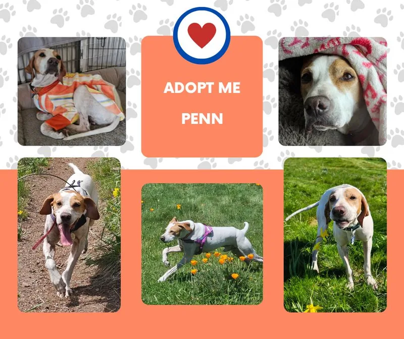 A senior medium-sized male White / Cream English Pointer dog named Penn for adoption in Bridgeton, NJ