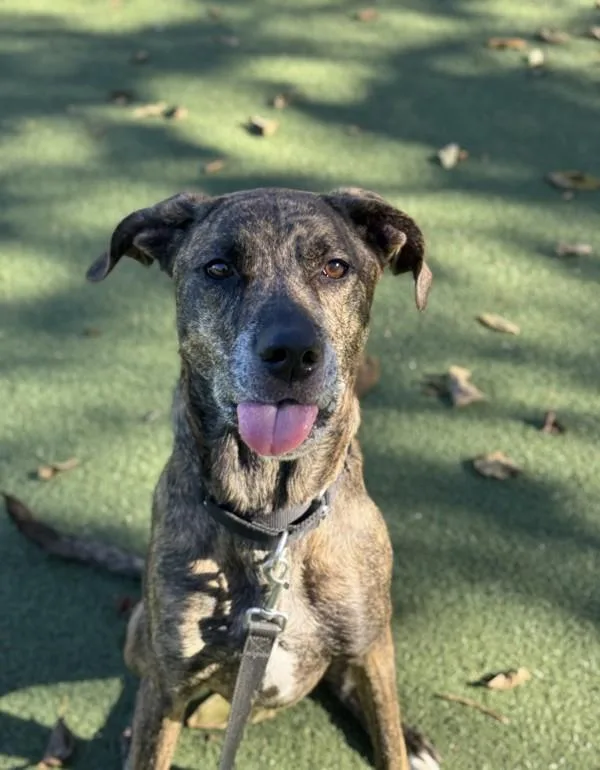 An adult large-sized female Foxhound dog named Kona for adoption in Oceanside, CA