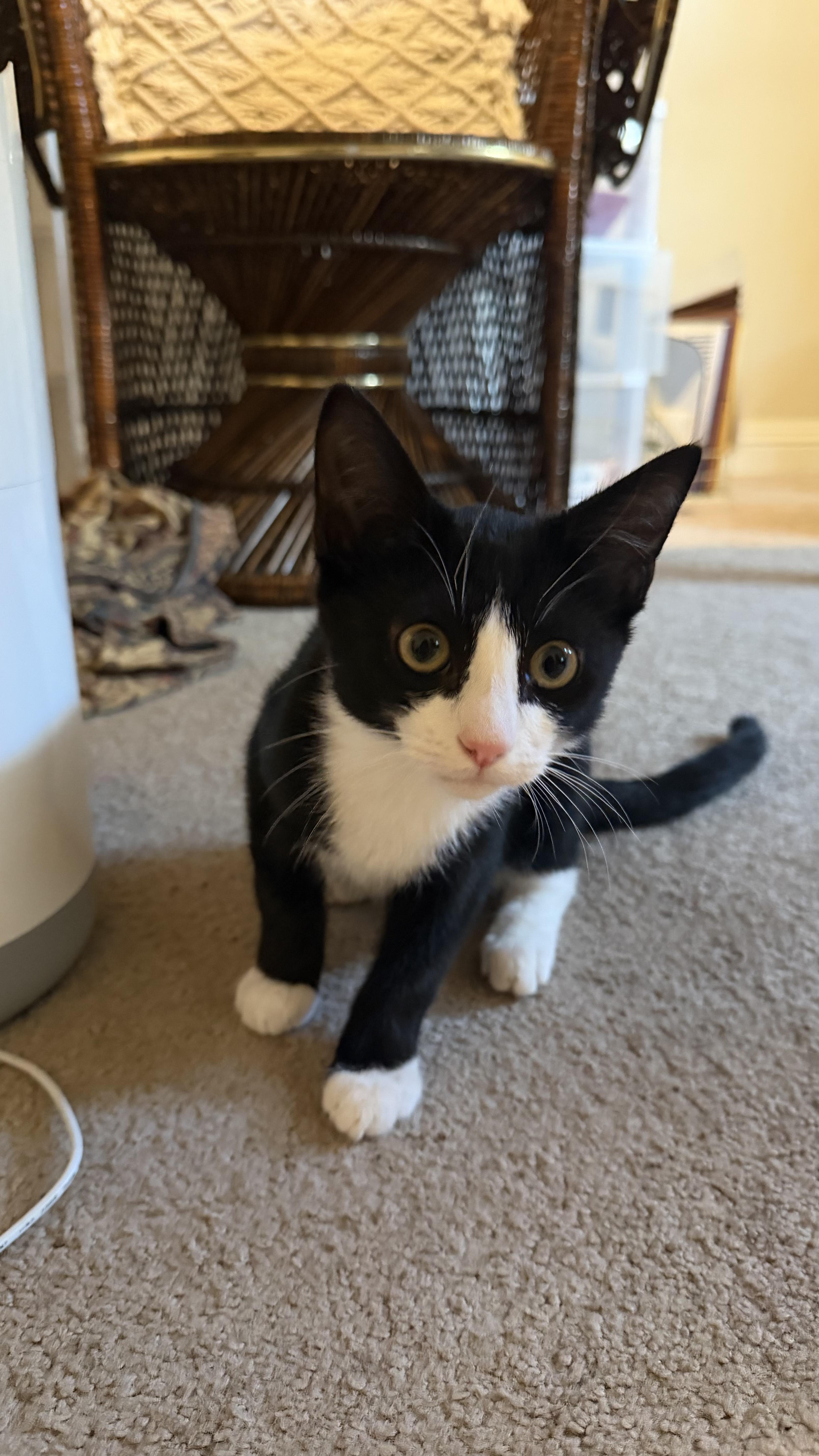 A young small-sized male Domestic Short Hair cat named Toby Cat for adoption in Long Beach, CA