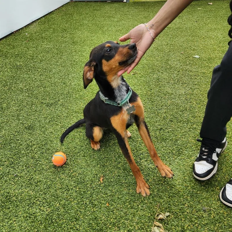 A young small-sized female Black Hound dog named Stella for adoption in Falls Church, VA