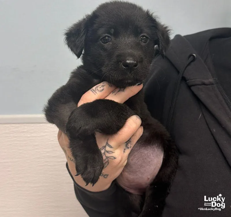 A baby medium-sized female Labrador Retriever dog named Hattie for adoption in Washington, DC