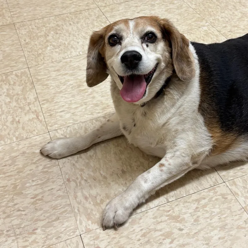 A senior medium-sized female Black Beagle dog named Poppy for adoption in Redwood Falls, MN